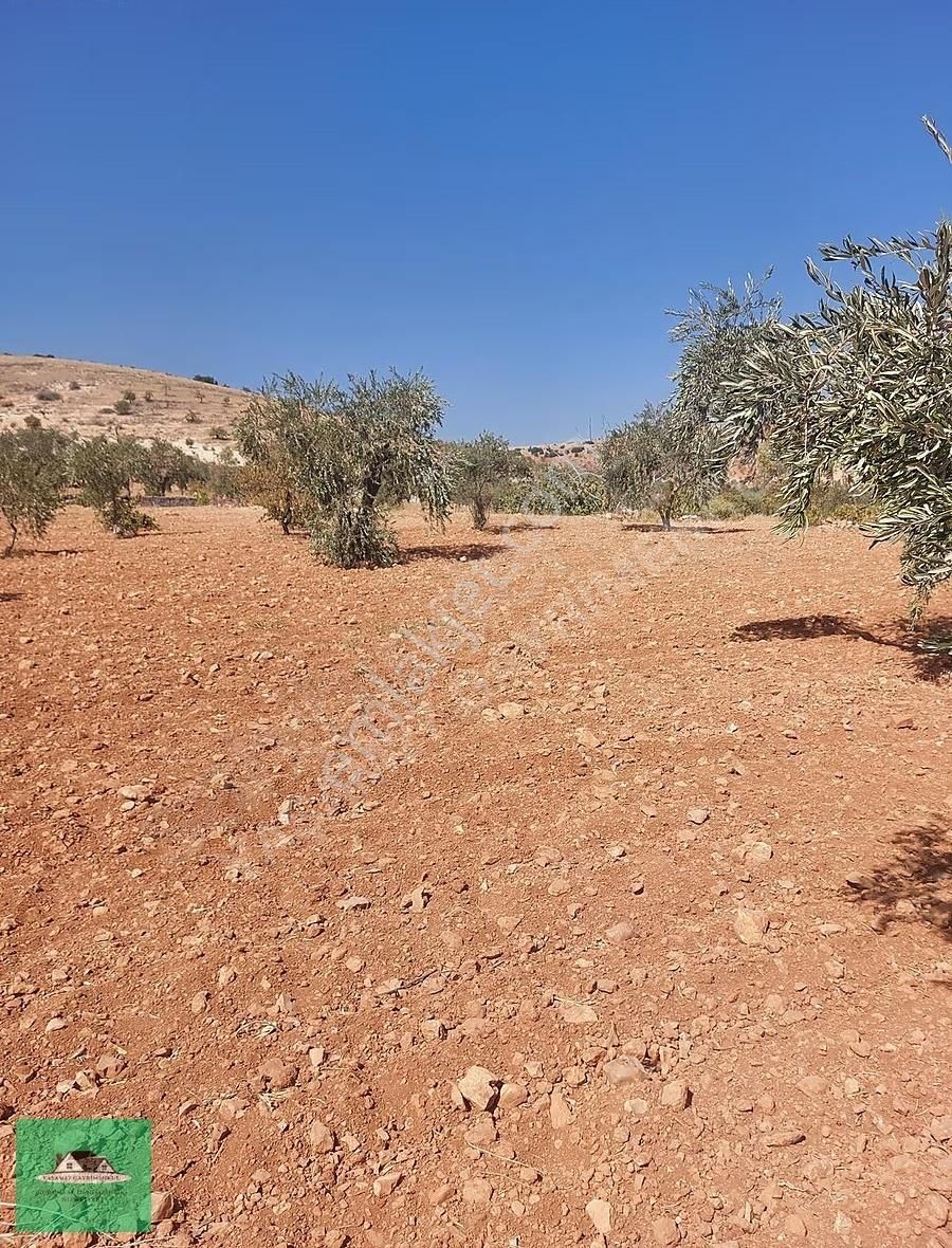 Kocatepe De 3.531 Metrekare Mahsüllü Arazi Satılık - Görsel 2