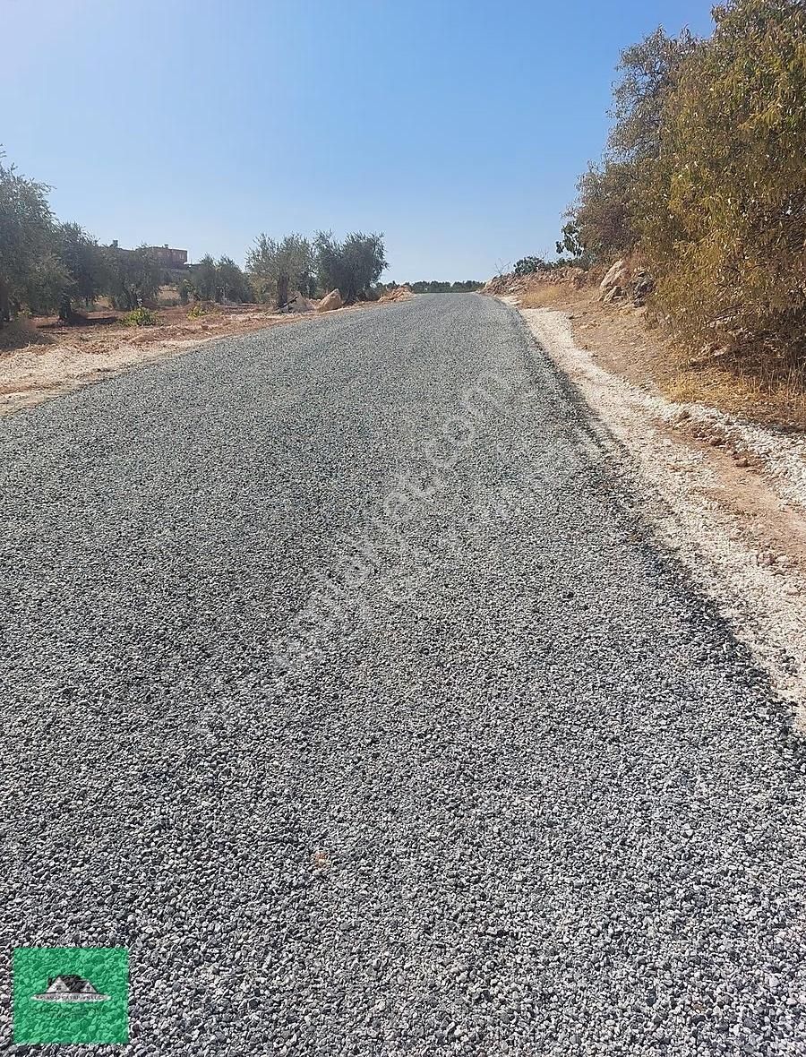 Kocatepe De 3.531 Metrekare Mahsüllü Arazi Satılık - Görsel 5