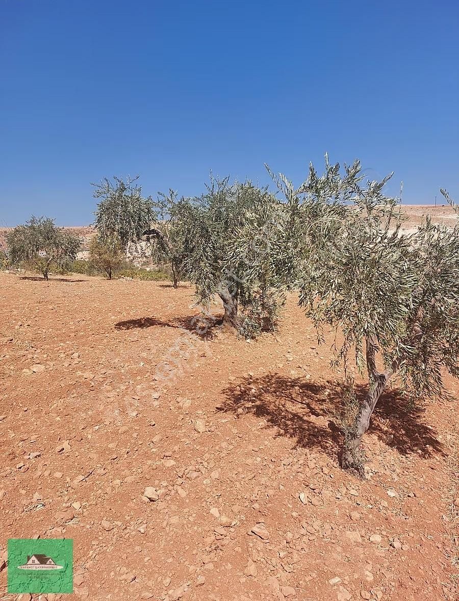 Kocatepe De 3.531 Metrekare Mahsüllü Arazi Satılık - Görsel 10