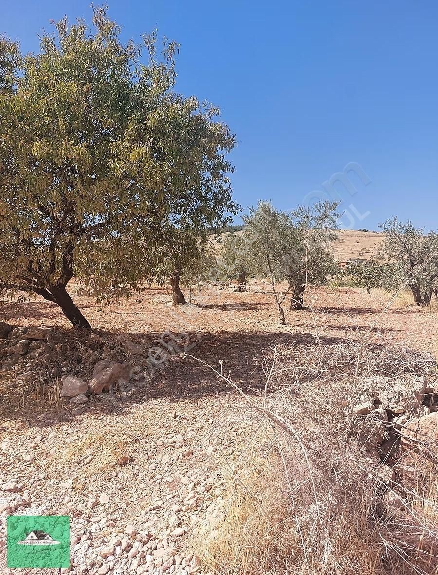 Kocatepe De 3.531 Metrekare Mahsüllü Arazi Satılık - Görsel 8