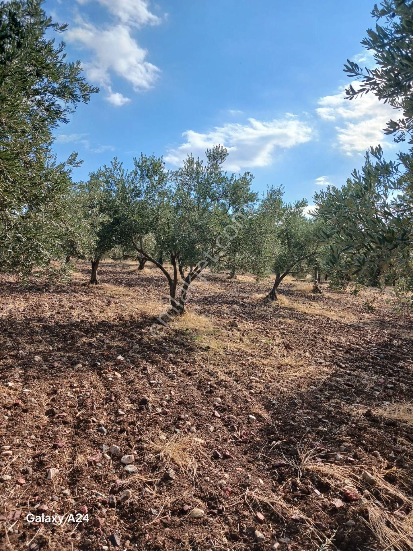 Manisa Saruhanlı Halit Paşada Satılık 9100m2 Trilya Bahçesi - Görsel 8
