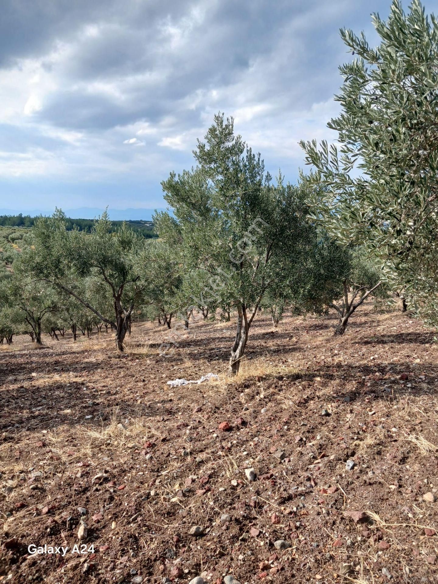 Manisa Saruhanlı Halit Paşada Satılık 9100m2 Trilya Bahçesi - Görsel 10