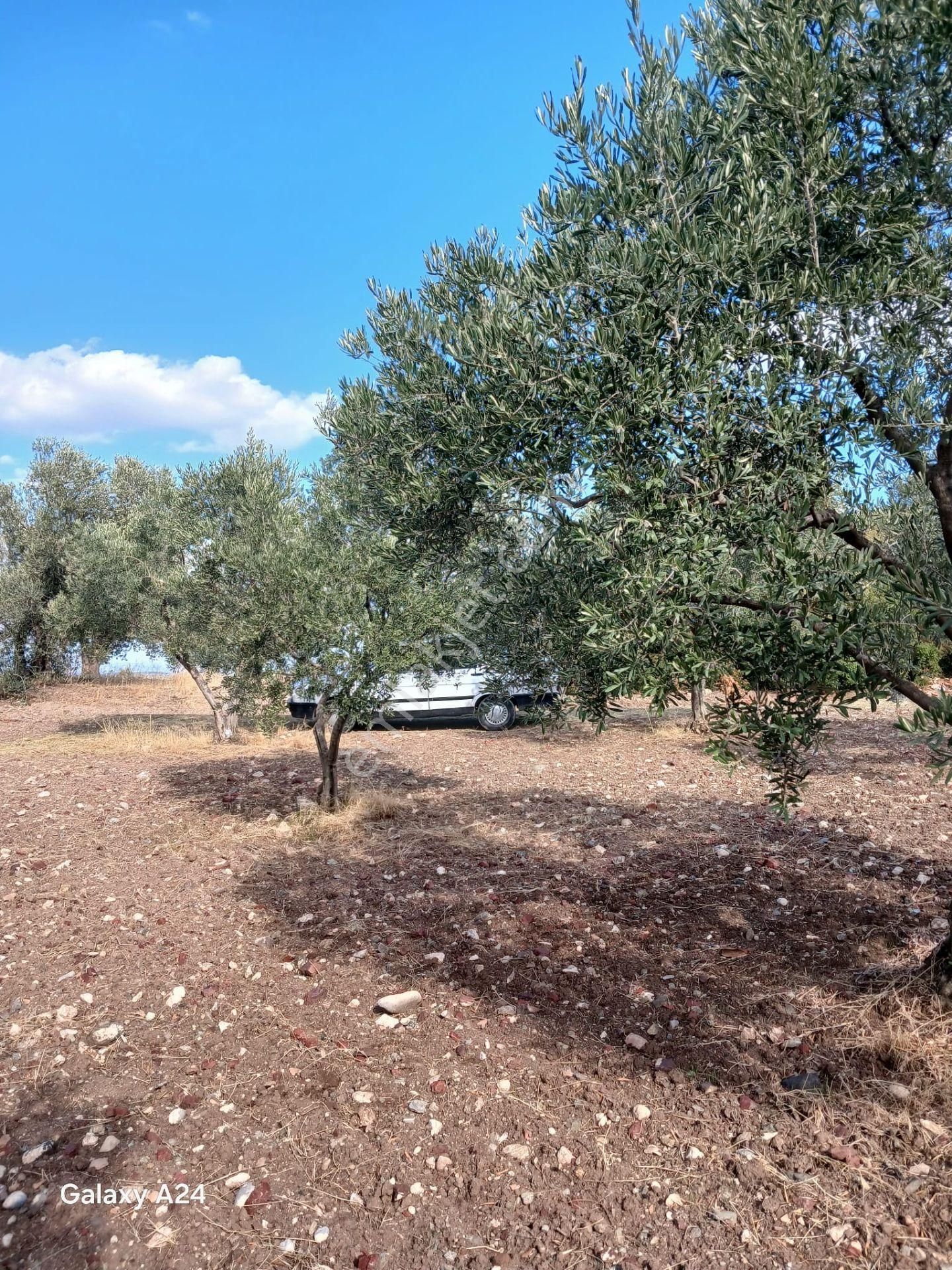 Manisa Saruhanlı Halit Paşada Satılık 9100m2 Trilya Bahçesi - Görsel 14