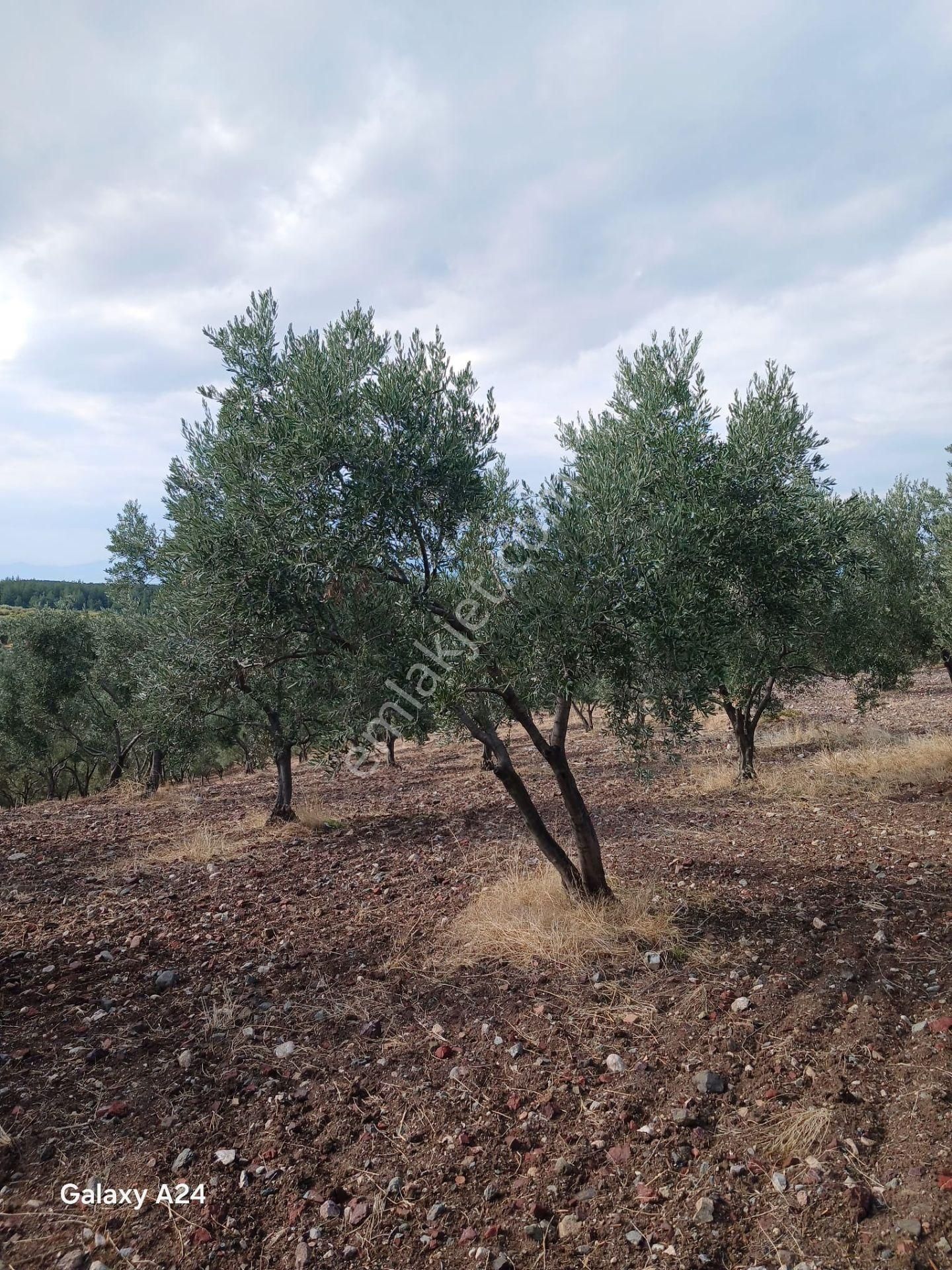 Manisa Saruhanlı Halit Paşada Satılık 9100m2 Trilya Bahçesi - Görsel 12