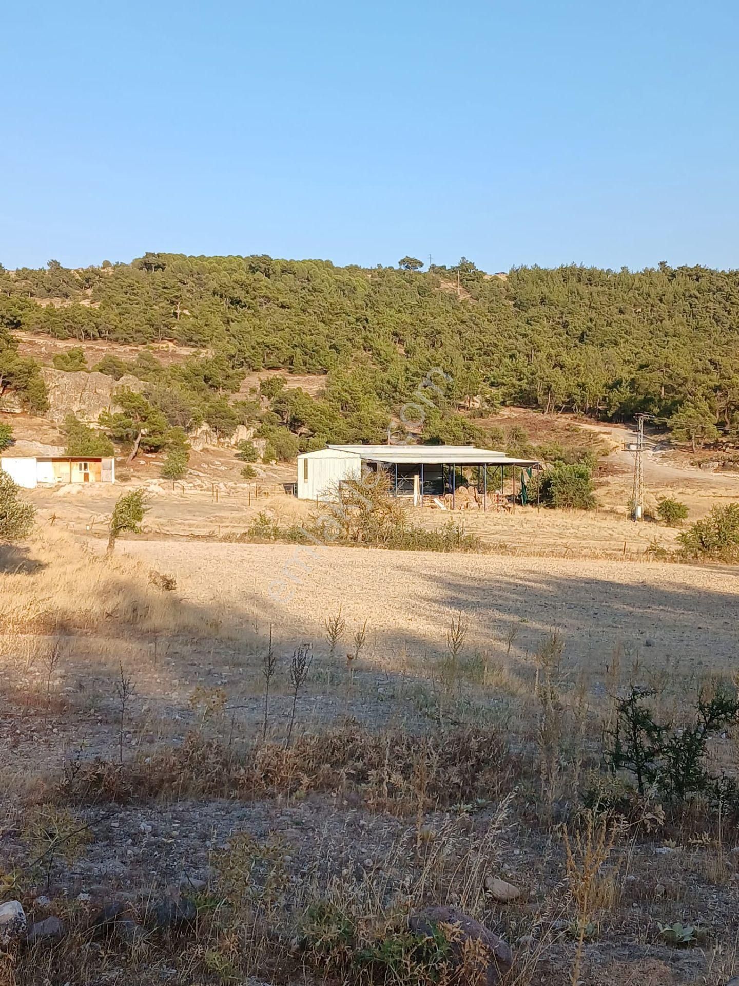 Manisa Çamlıcada 2 Tapu Şeklinde Satılık Zeytinlik - Görsel 9