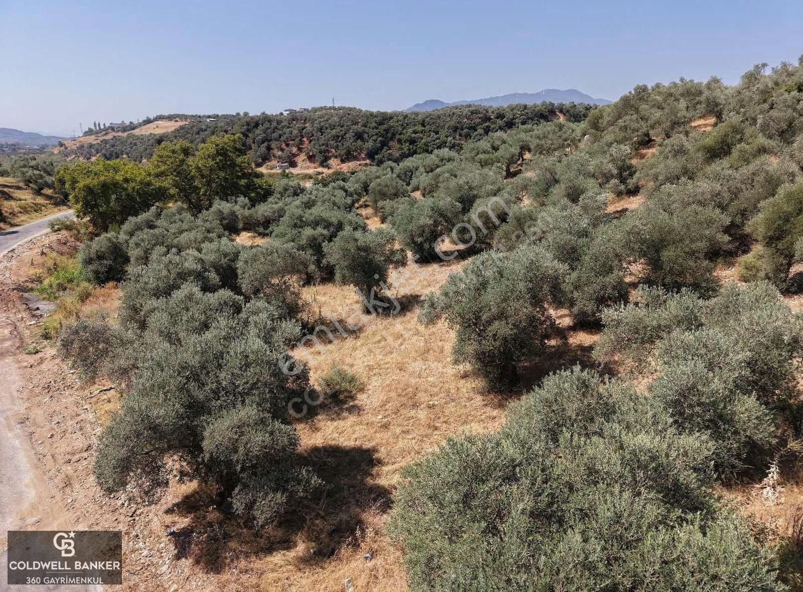 Aydın Germencik Kızılcapınar Satılık Fırsat Zeytinlik! - Görsel 2