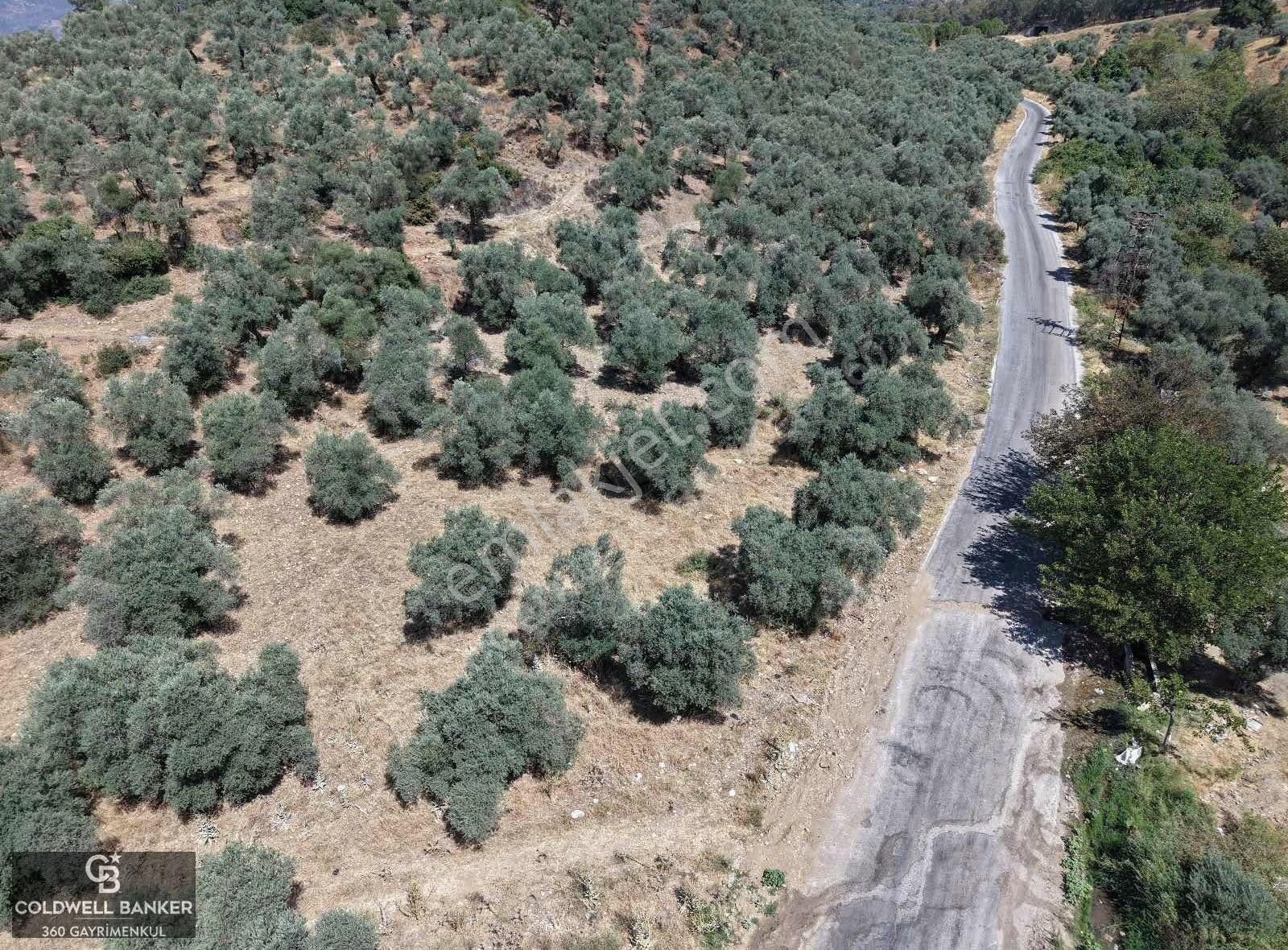 Aydın Germencik Kızılcapınar Satılık Fırsat Zeytinlik! - Görsel 9