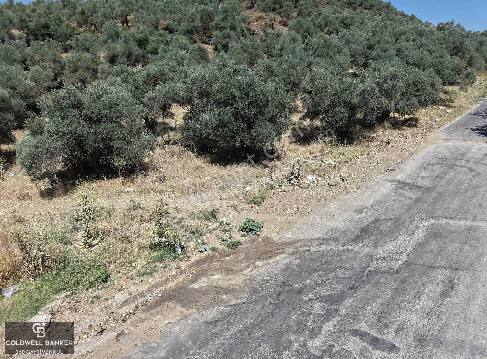 Aydın Germencik Kızılcapınar Satılık Fırsat Zeytinlik! - Görsel 10