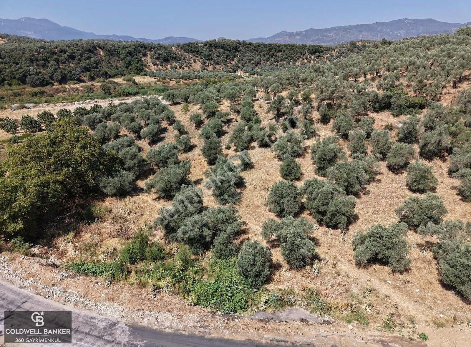 Aydın Germencik Kızılcapınar Satılık Fırsat Zeytinlik! - Görsel 4