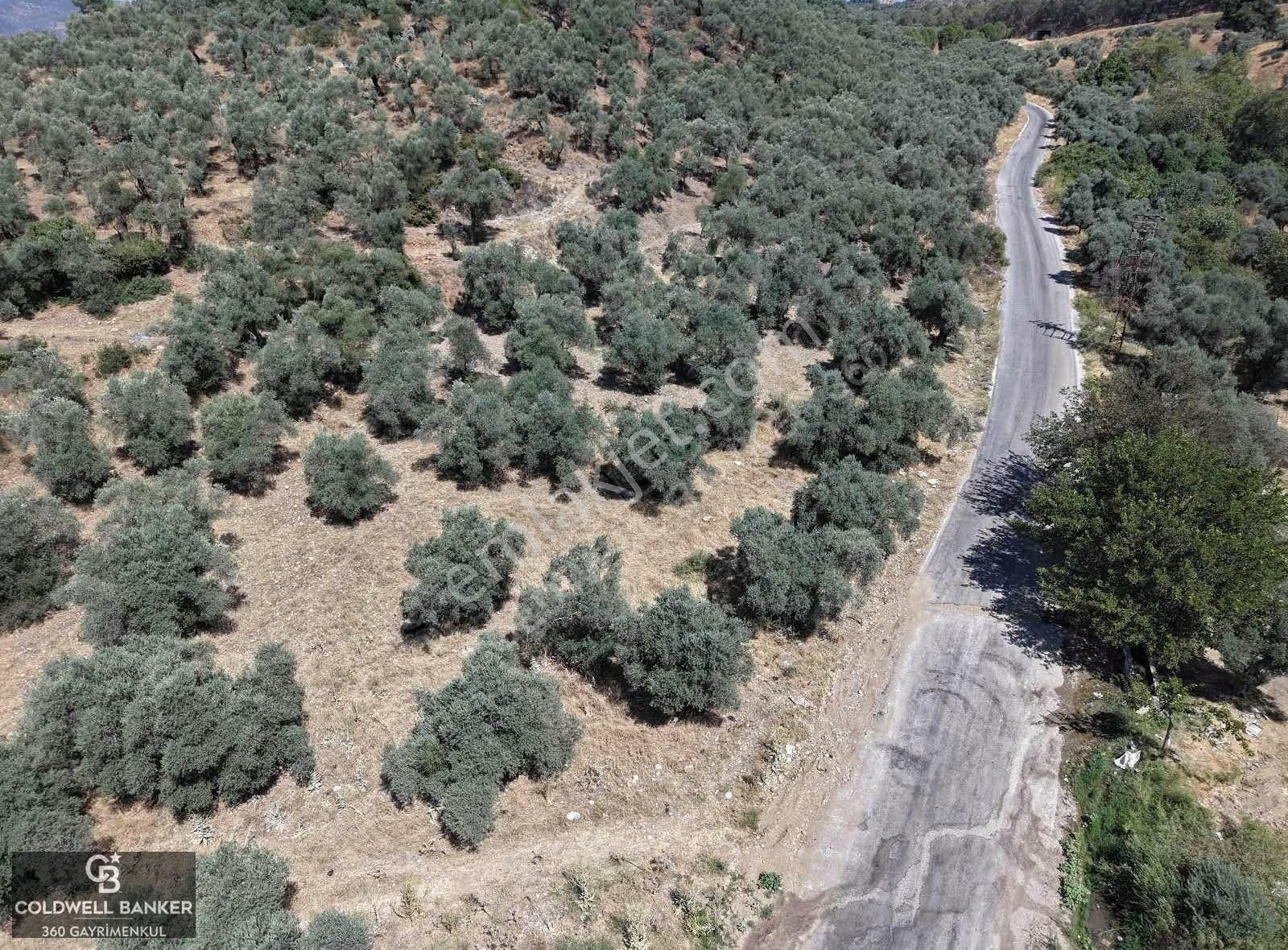 Aydın Germencik Kızılcapınar Satılık Fırsat Zeytinlik! - Görsel 12