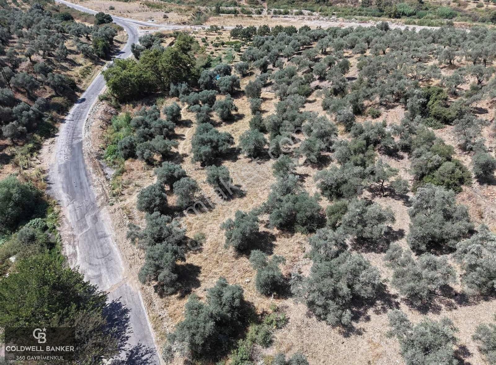 Aydın Germencik Kızılcapınar Satılık Fırsat Zeytinlik! - Görsel 13