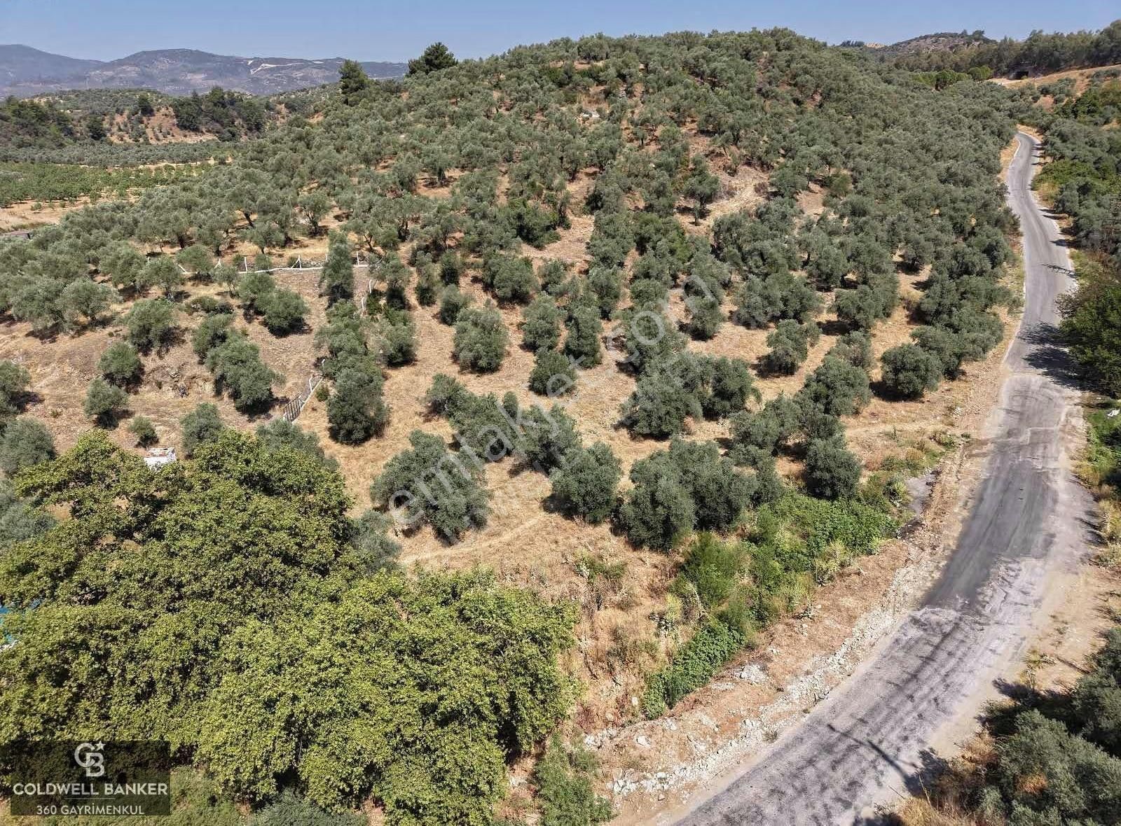 Aydın Germencik Kızılcapınar Satılık Fırsat Zeytinlik! - Görsel 11