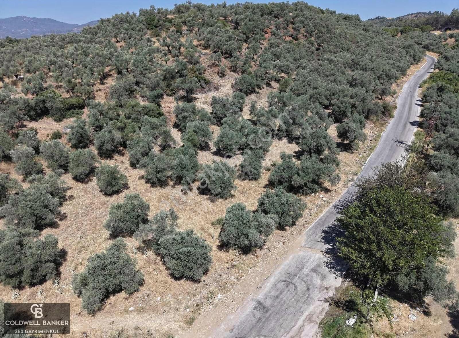 Aydın Germencik Kızılcapınar Satılık Fırsat Zeytinlik! - Görsel 14