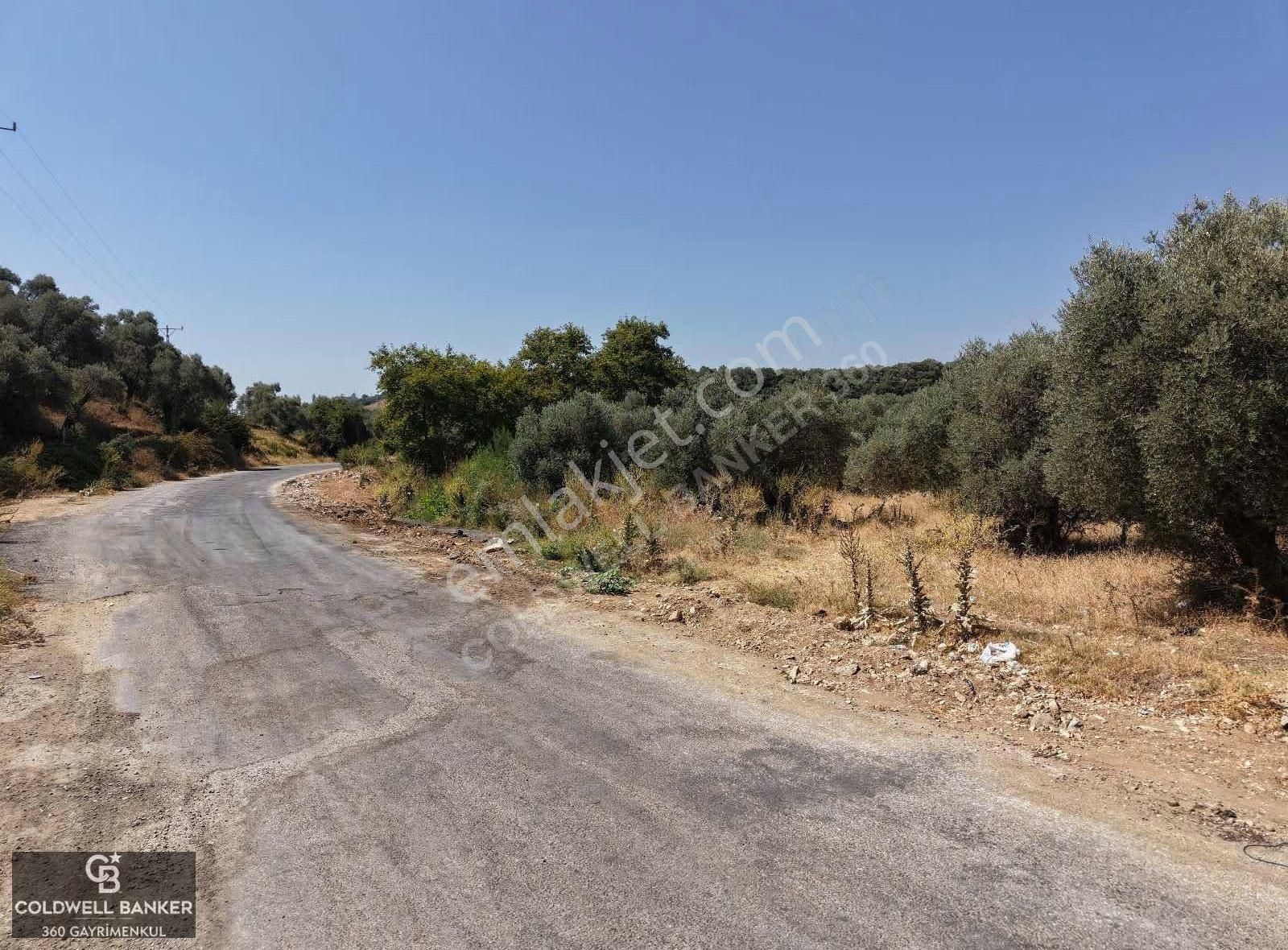 Aydın Germencik Kızılcapınar Satılık Fırsat Zeytinlik! - Görsel 5