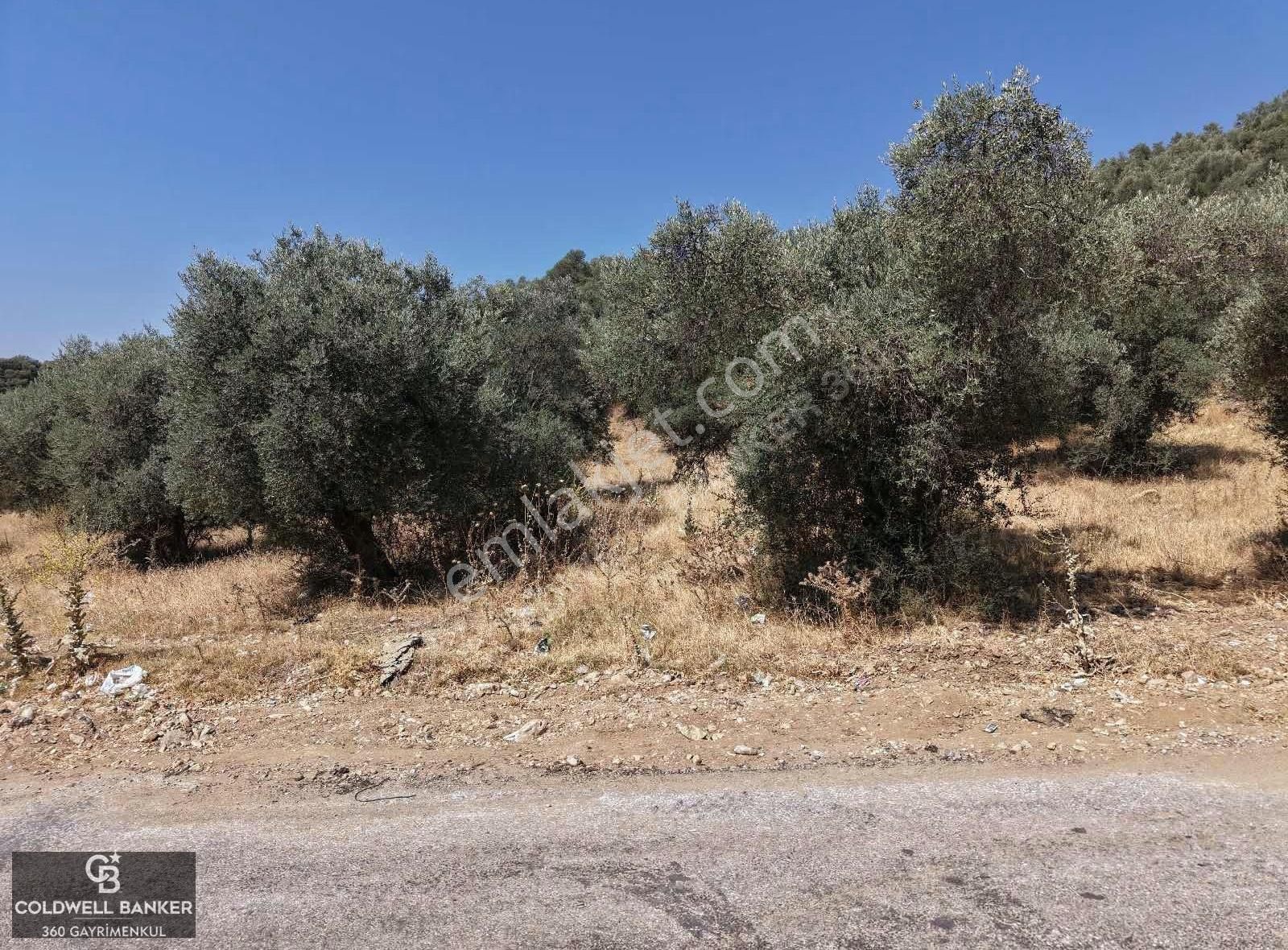 Aydın Germencik Kızılcapınar Satılık Fırsat Zeytinlik! - Görsel 3
