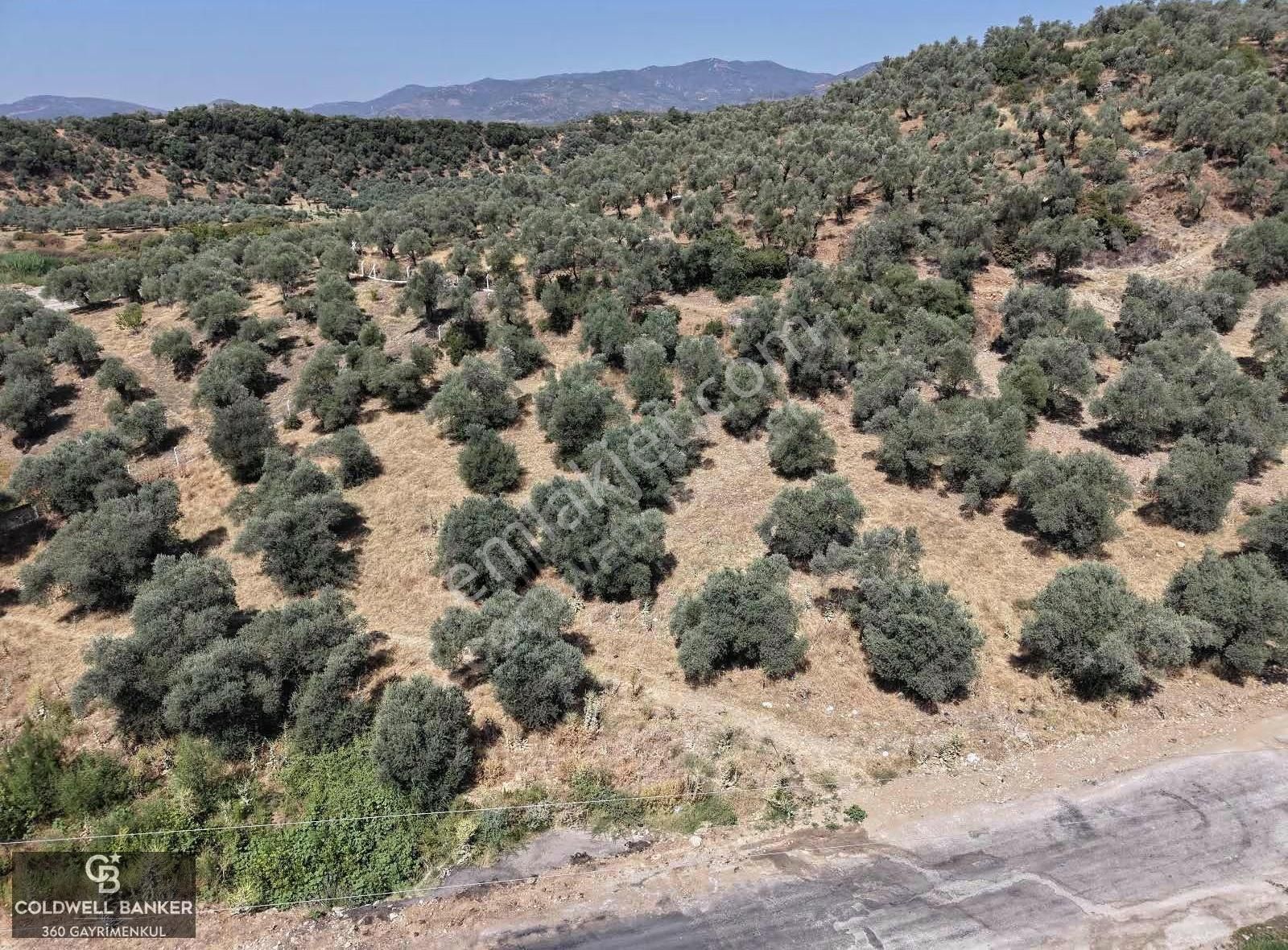 Aydın Germencik Kızılcapınar Satılık Fırsat Zeytinlik! - Görsel 7