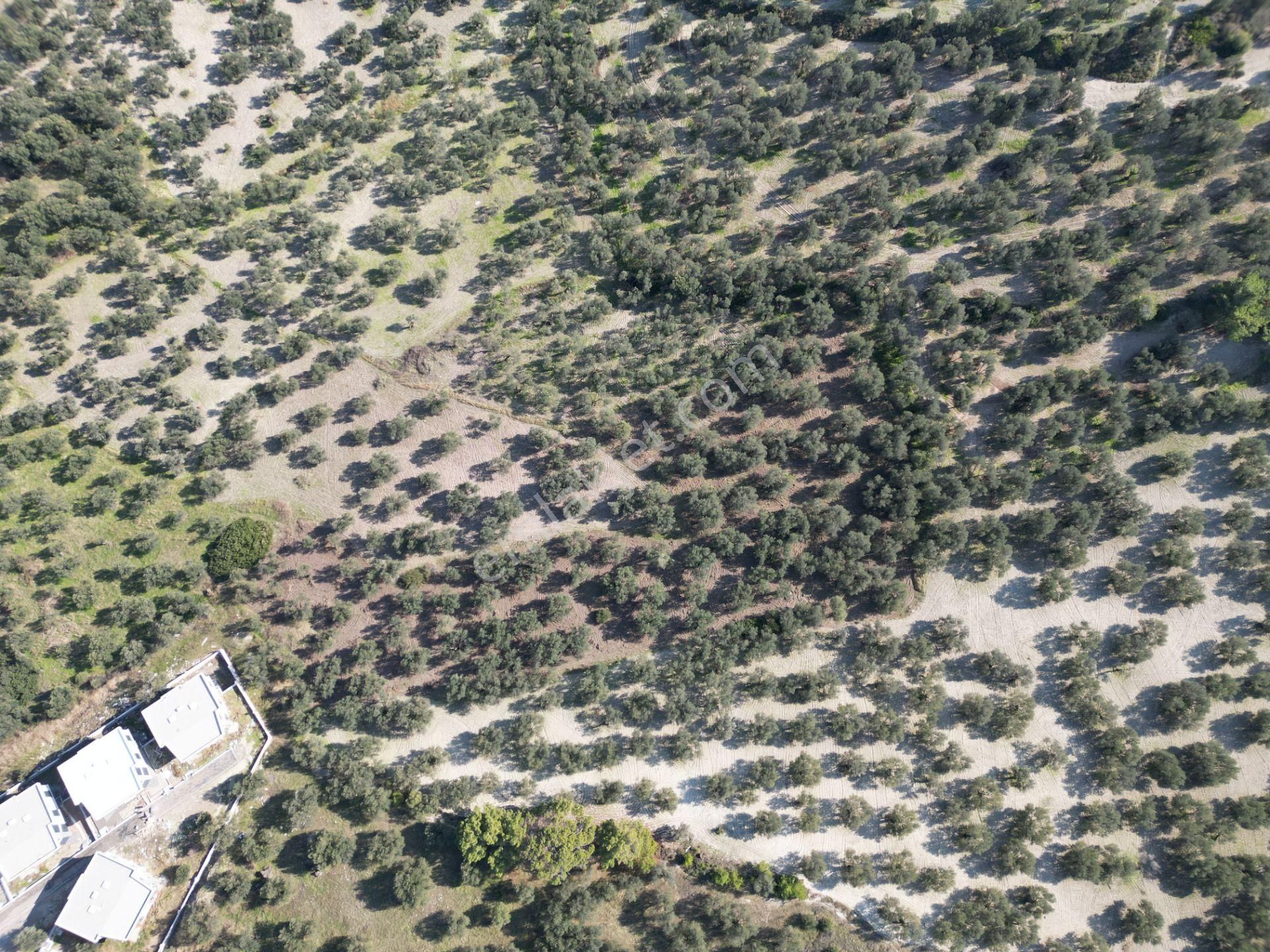 Gömeç Keremköy'de 2.408 M2 Imarlı Toplam 3.760 M2 Satılık Zeytın - Görsel 10