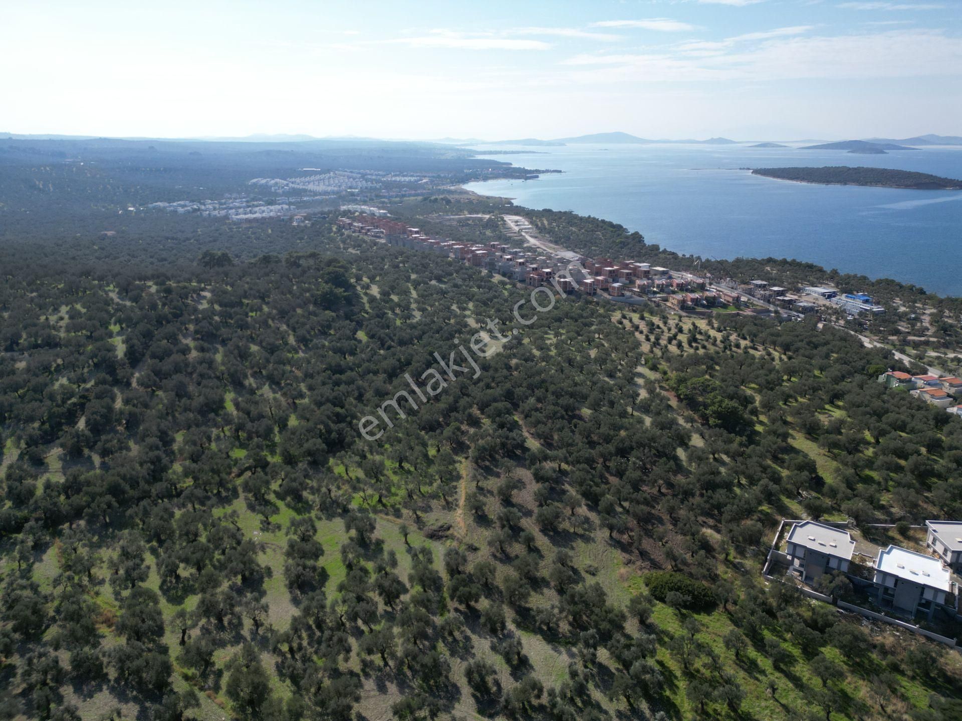 Gömeç Keremköy'de 2.408 M2 Imarlı Toplam 3.760 M2 Satılık Zeytın - Görsel 5