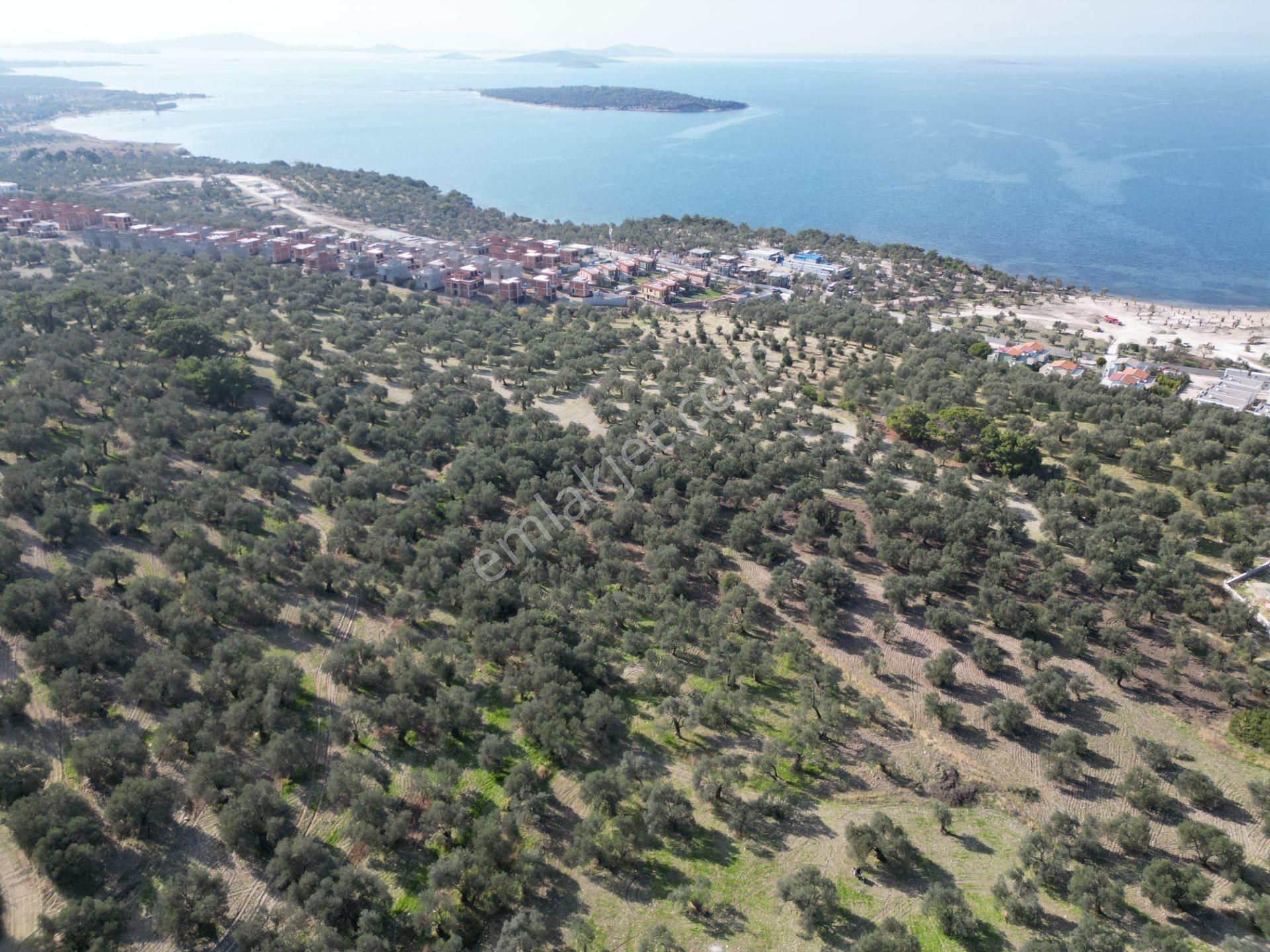 Gömeç Keremköy'de 2.408 M2 Imarlı Toplam 3.760 M2 Satılık Zeytın - Görsel 8