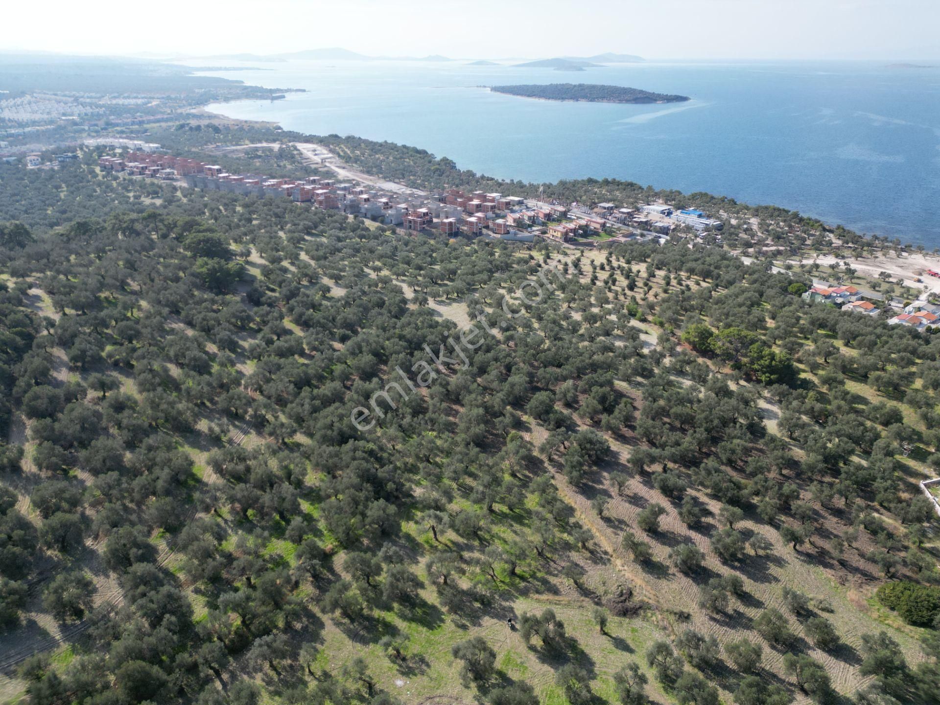 Gömeç Keremköy'de 2.408 M2 Imarlı Toplam 3.760 M2 Satılık Zeytın - Görsel 7