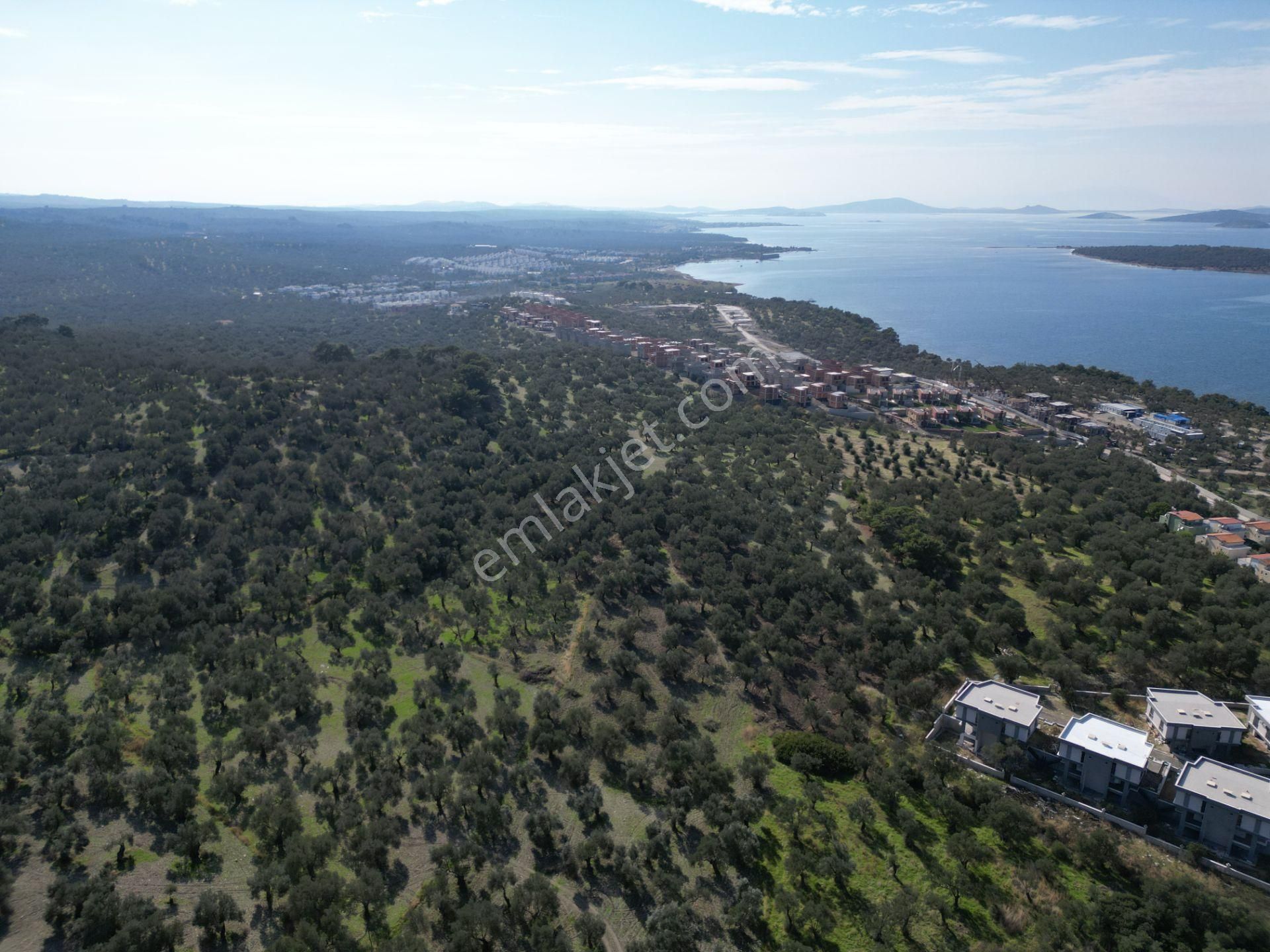 Gömeç Keremköy'de 2.408 M2 Imarlı Toplam 3.760 M2 Satılık Zeytın - Görsel 4