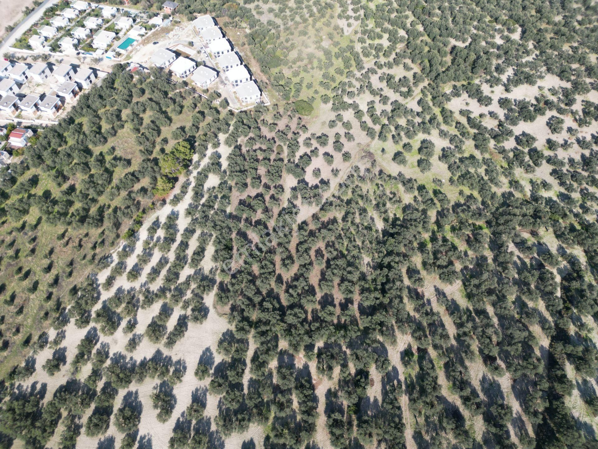 Gömeç Keremköy'de 2.408 M2 Imarlı Toplam 3.760 M2 Satılık Zeytın - Görsel 11