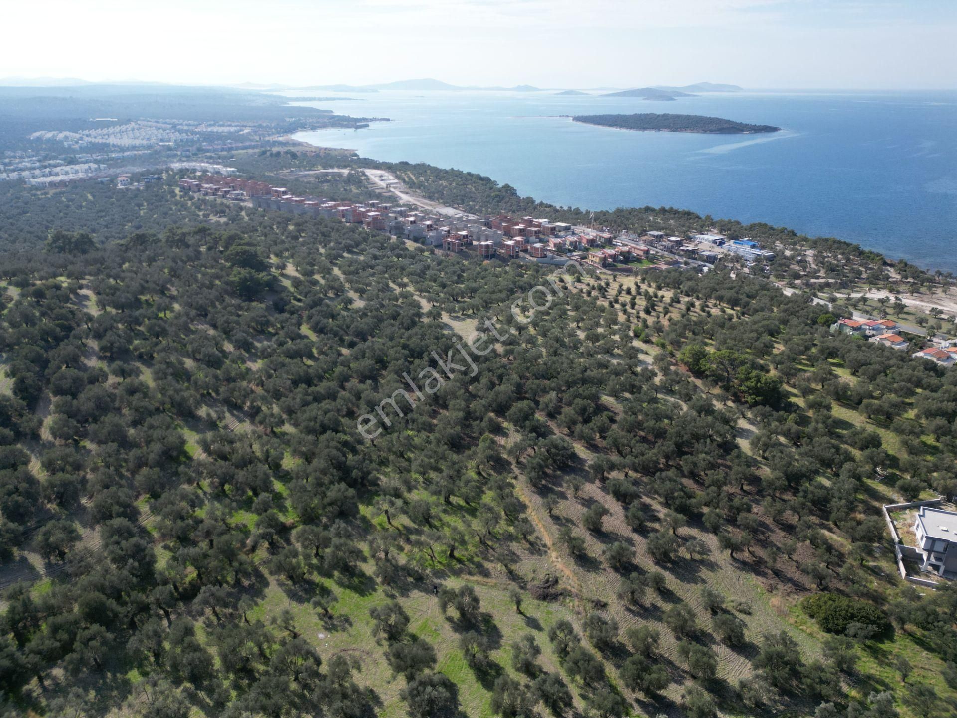Gömeç Keremköy'de 2.408 M2 Imarlı Toplam 3.760 M2 Satılık Zeytın - Görsel 6