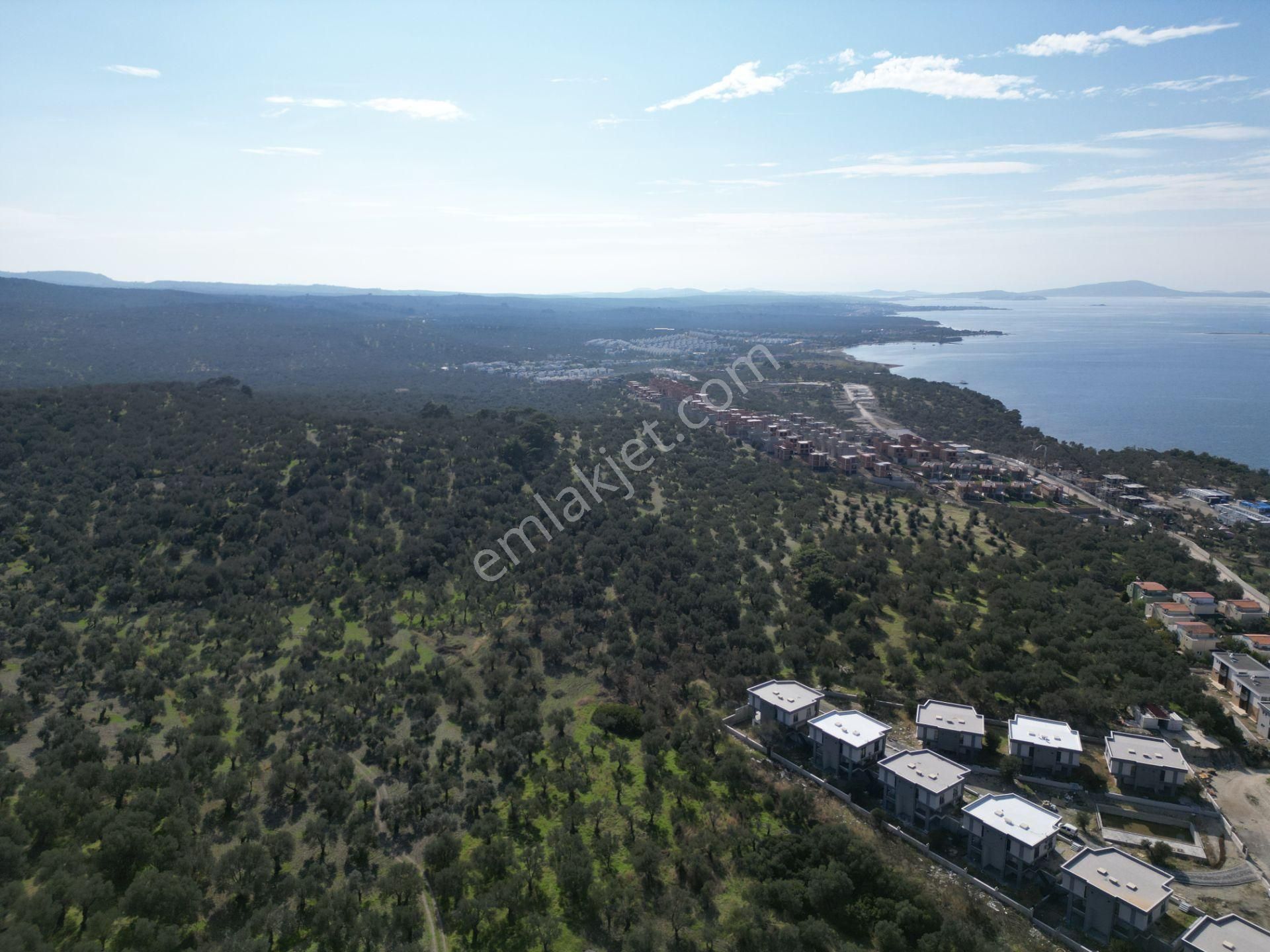 Gömeç Keremköy'de 2.408 M2 Imarlı Toplam 3.760 M2 Satılık Zeytın - Görsel 3