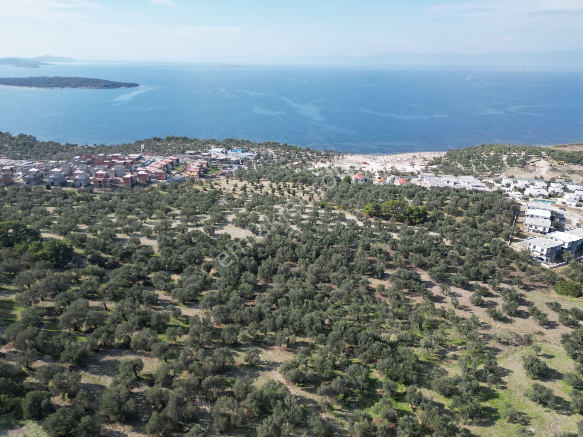 Gömeç Keremköy'de 2.408 M2 Imarlı Toplam 3.760 M2 Satılık Zeytın - Görsel 9
