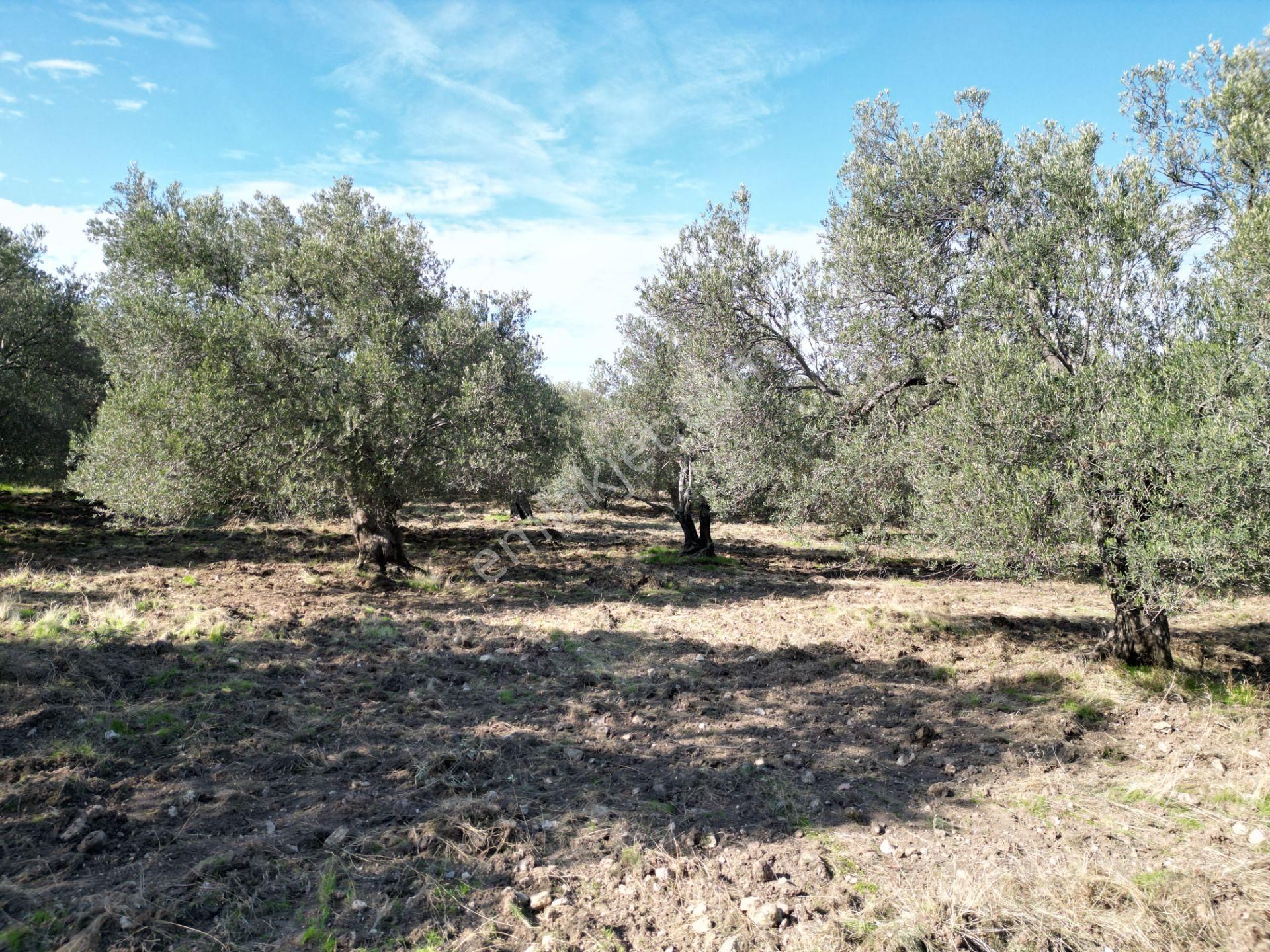 Gömeç Keremköy'de 2.408 M2 Imarlı Toplam 3.760 M2 Satılık Zeytın - Görsel 13