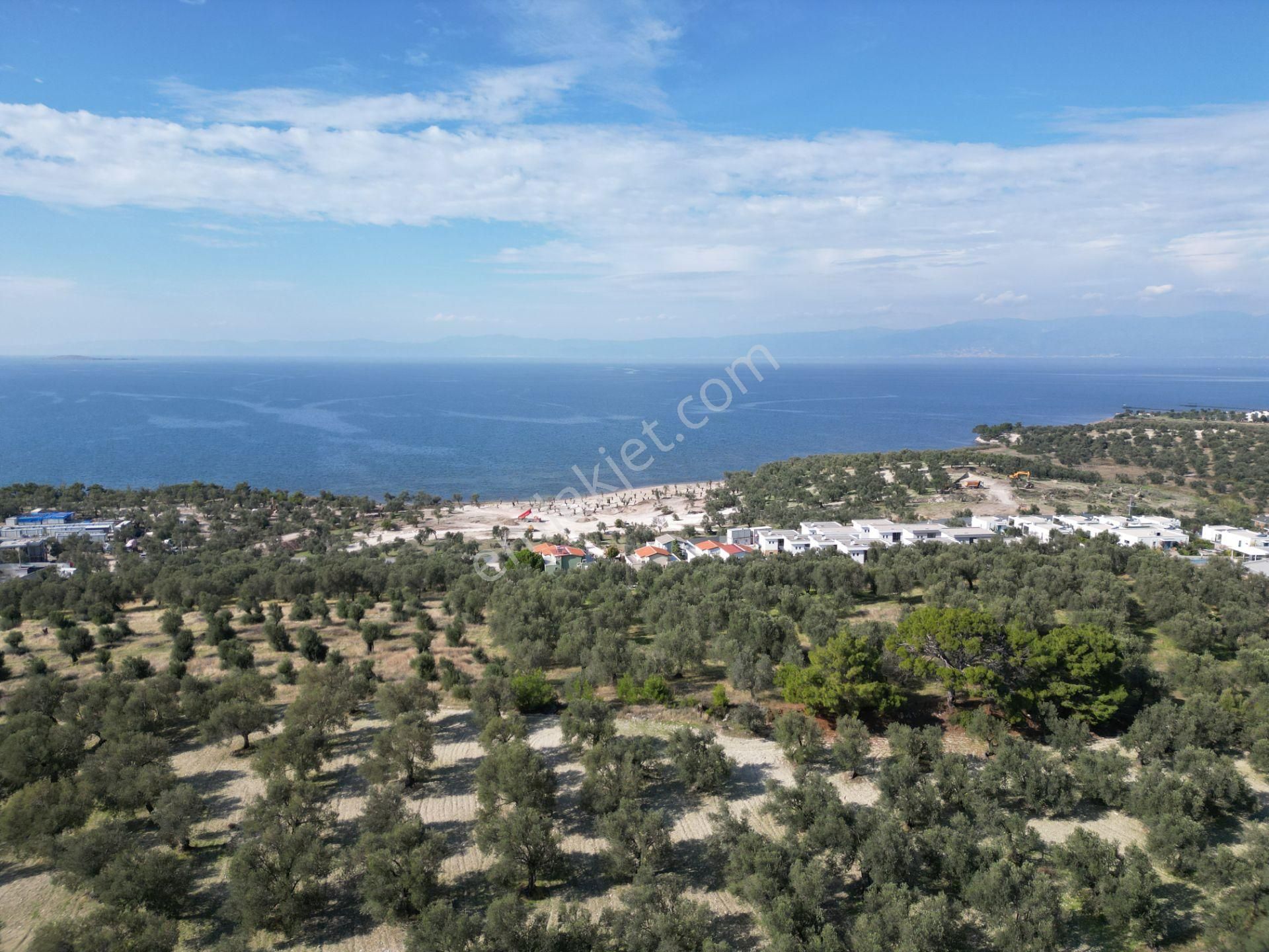 Gömeç Keremköy'de 2.408 M2 Imarlı Toplam 3.760 M2 Satılık Zeytın - Görsel 2