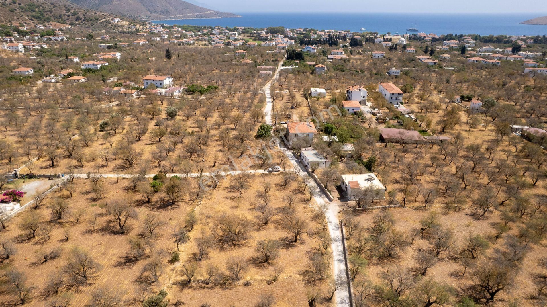 Datça Palamutbükü'nde Yola Sıfır Satılık 1.643m2 Bademlik Tarla - Görsel 10