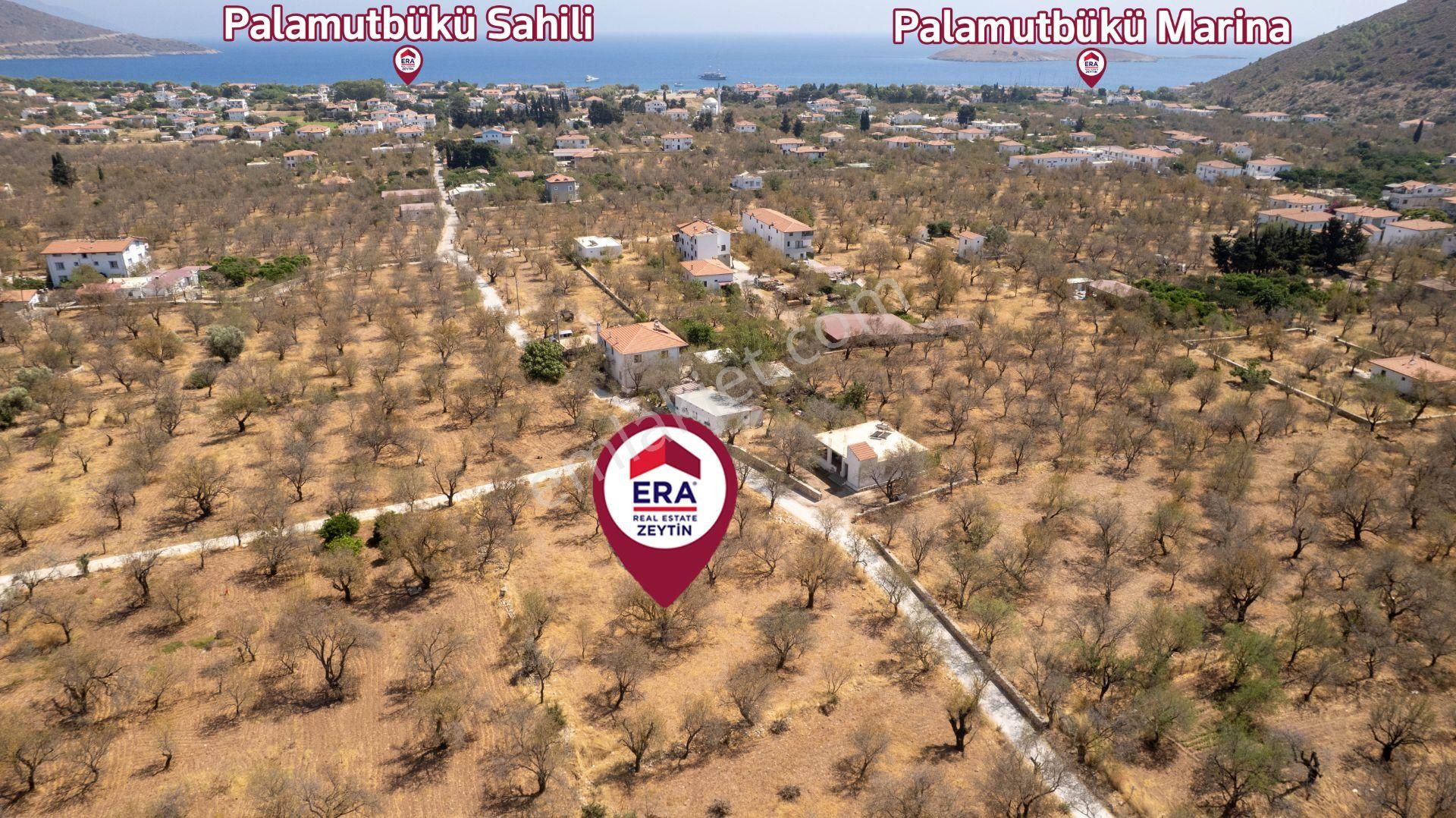Datça Palamutbükü'nde Yola Sıfır Satılık 1.643m2 Bademlik Tarla - Görsel 5
