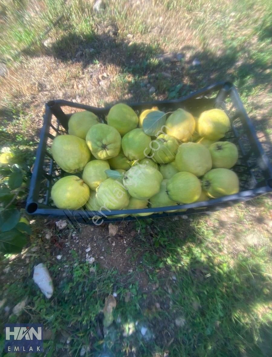 Han Emlak'tan Yıldırımlar Mah'de 3500 M2 Satılık Ayva Bahçesi - Görsel 5