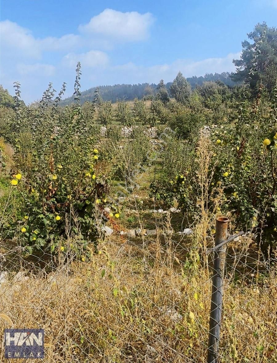 Han Emlak'tan Yıldırımlar Mah'de 3500 M2 Satılık Ayva Bahçesi - Görsel 2