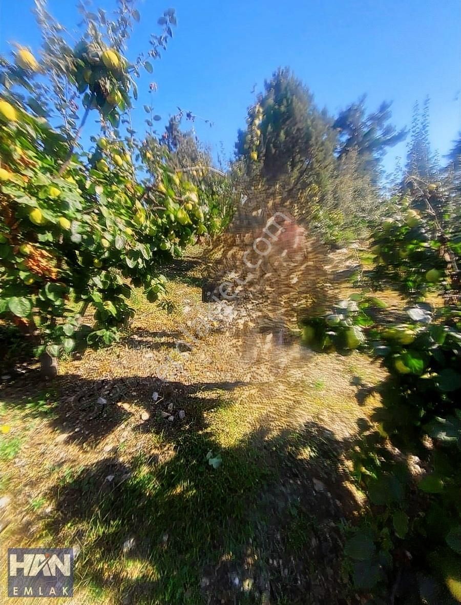 Han Emlak'tan Yıldırımlar Mah'de 3500 M2 Satılık Ayva Bahçesi - Görsel 4