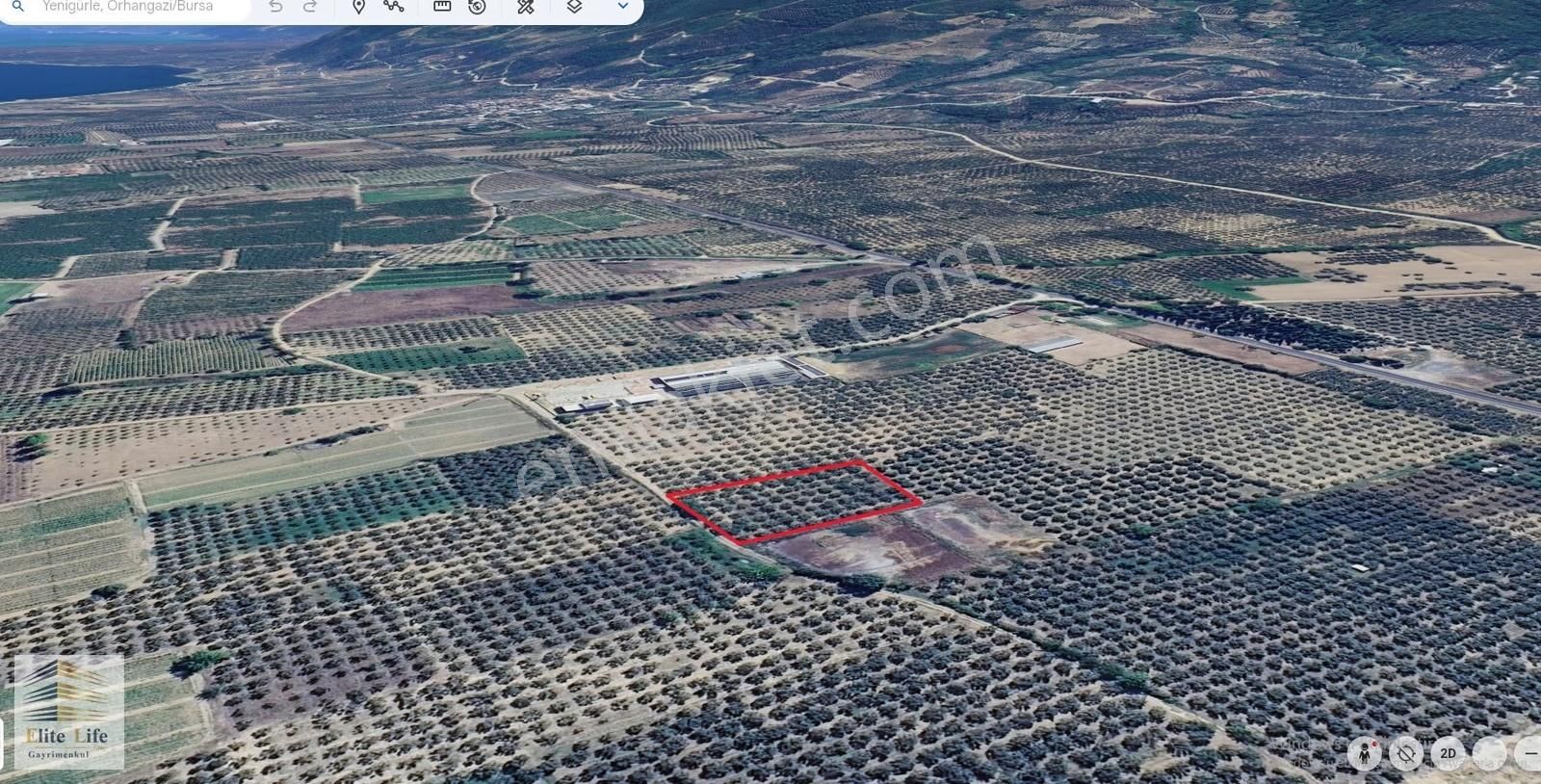 Bursa Orhangazi Yenigürle'de Bakımlı 2495 M2 Zeytinlik - Görsel 7