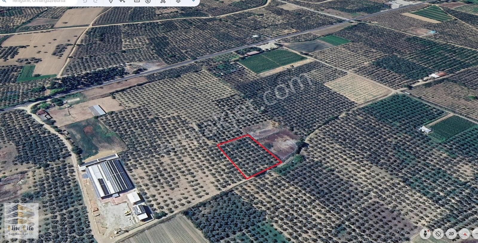 Bursa Orhangazi Yenigürle'de Bakımlı 2495 M2 Zeytinlik - Görsel 6