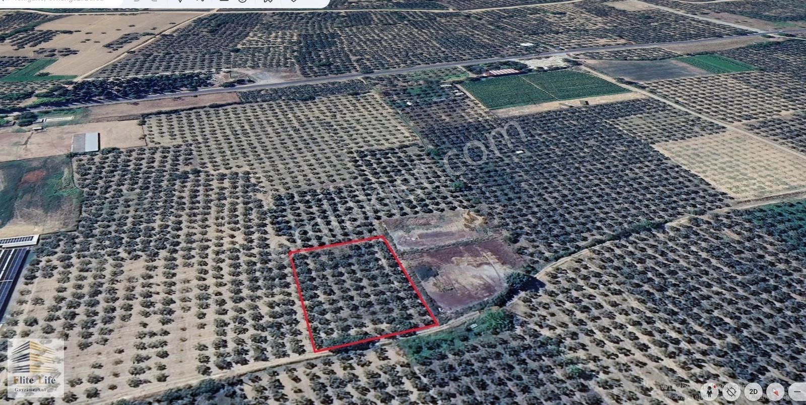 Bursa Orhangazi Yenigürle'de Bakımlı 2495 M2 Zeytinlik - Görsel 3