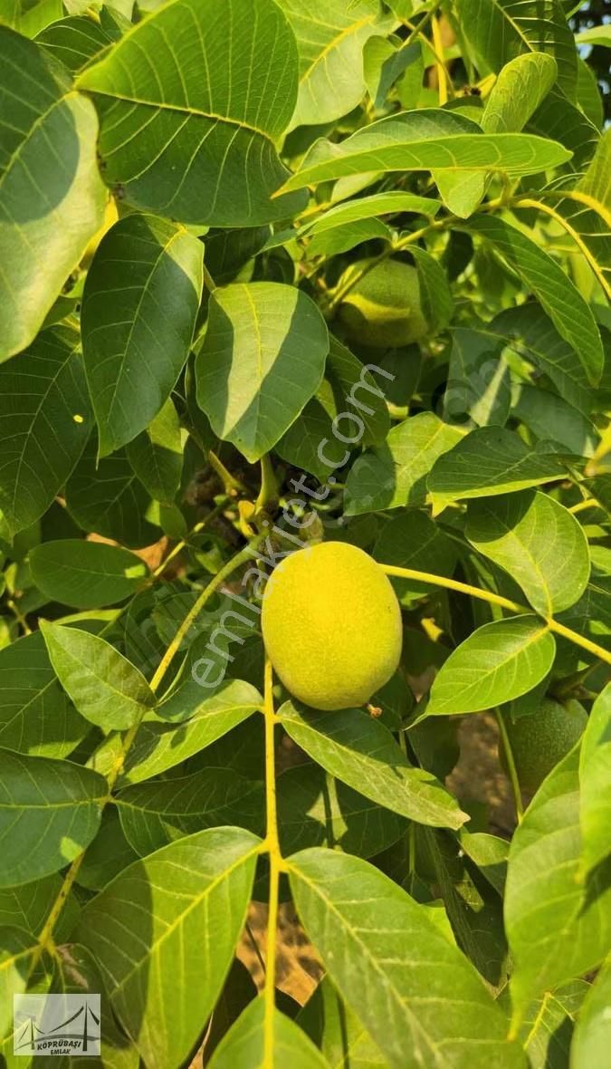Köprübaşı Emlak'tan Karaahmetli'de Satılık Arazi - Görsel 7