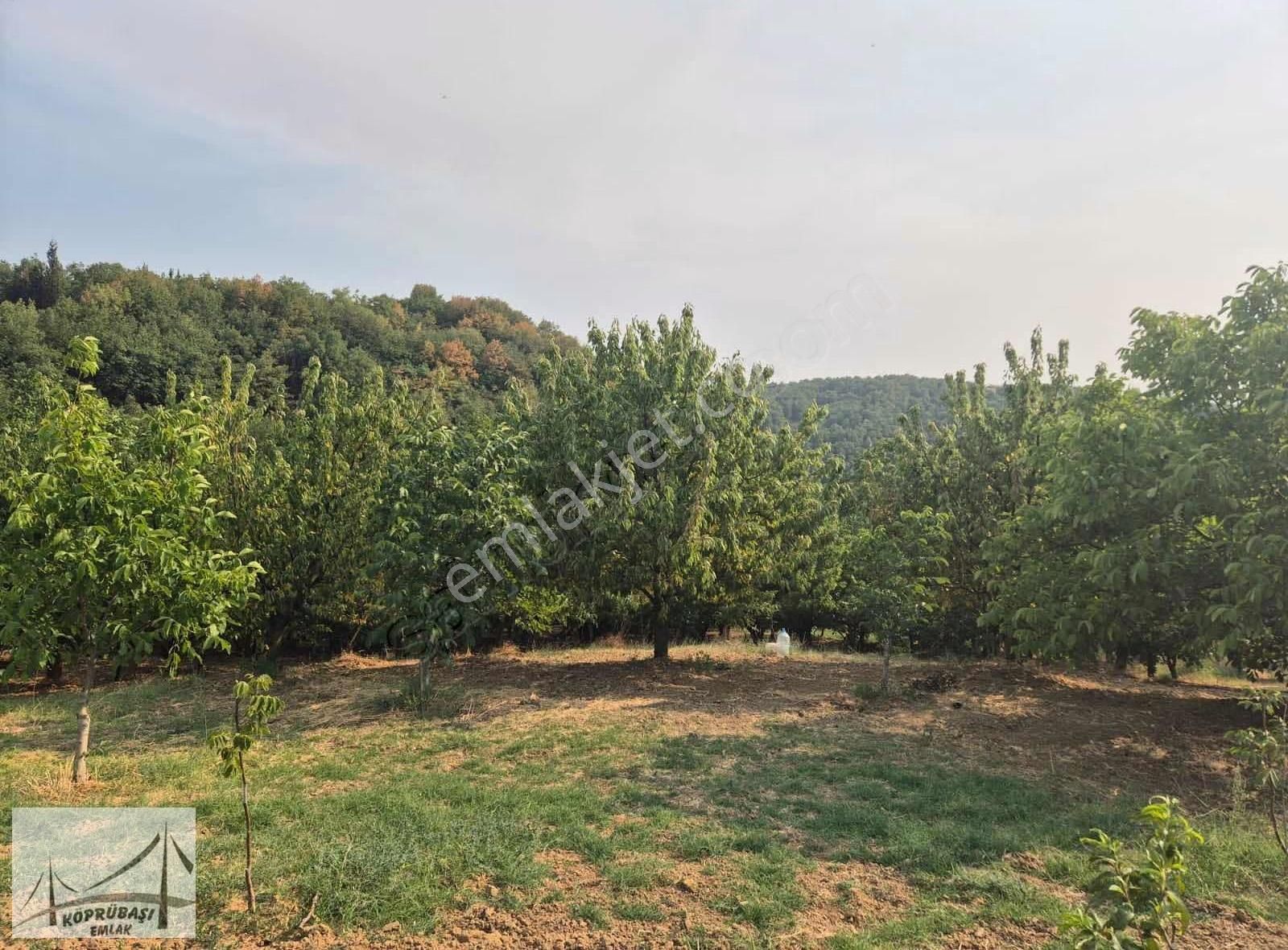 Köprübaşı Emlak'tan Karaahmetli'de Satılık Arazi - Görsel 12