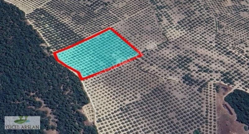 Manisa Kırkağaç Satılık 12.600 M2 300 Ağaçlı Zeytinlik Sulutarım - Görsel 3