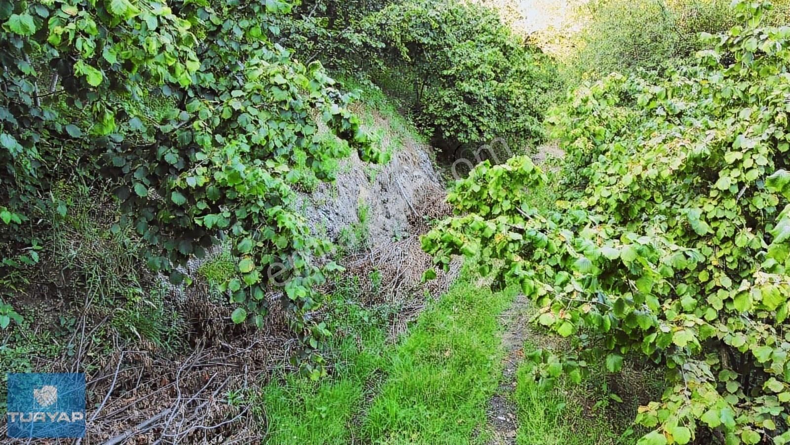 Çaytepede Satılık 11.066 M2. Fırsat Verimli Fındık Bahçesi - Görsel 11