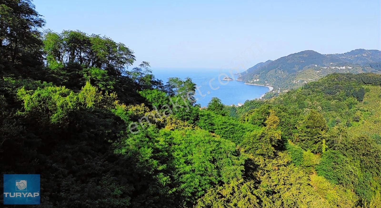 Çaytepede Satılık 11.066 M2. Fırsat Verimli Fındık Bahçesi - Görsel 10