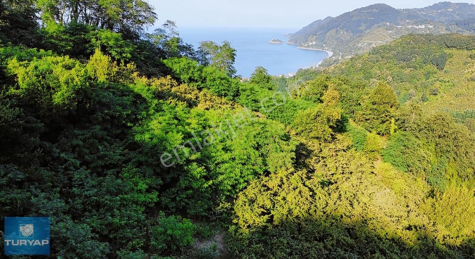 Çaytepede Satılık 11.066 M2. Fırsat Verimli Fındık Bahçesi - Görsel 6