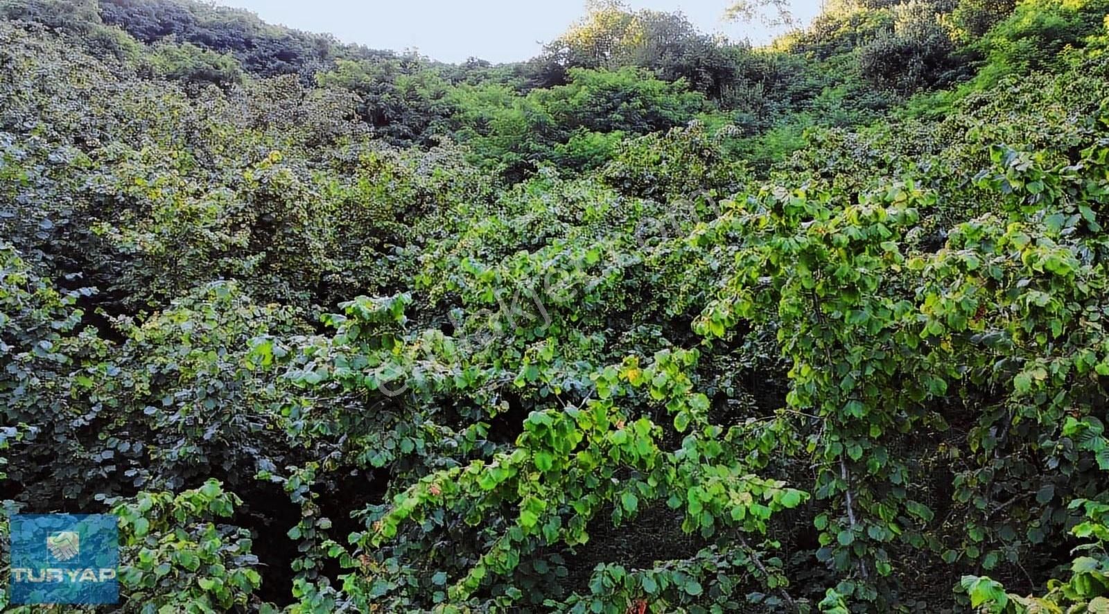 Çaytepede Satılık 11.066 M2. Fırsat Verimli Fındık Bahçesi - Görsel 7