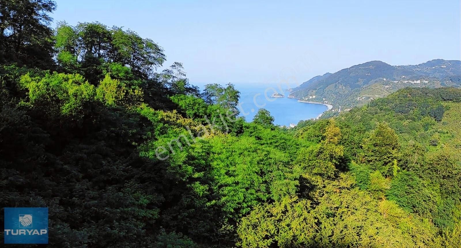 Çaytepede Satılık 11.066 M2. Fırsat Verimli Fındık Bahçesi - Görsel 12