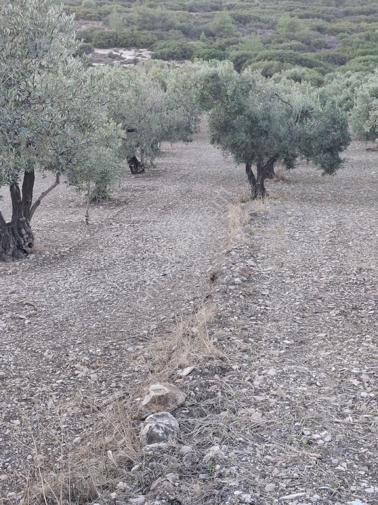 Foça Gerenköyde 1940 M2 Kupon Zeytinlik Acil Satılık - Görsel 17