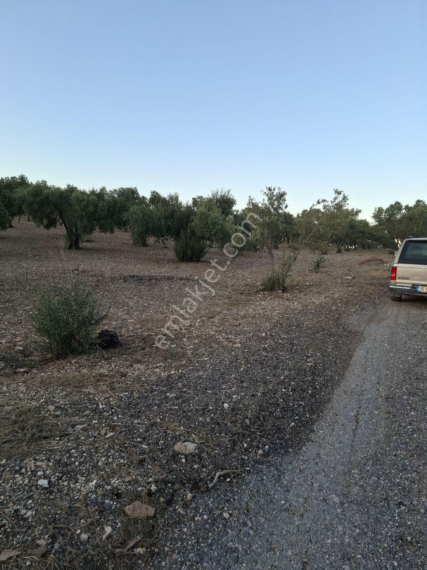 Foça Gerenköyde 1940 M2 Kupon Zeytinlik Acil Satılık - Görsel 23