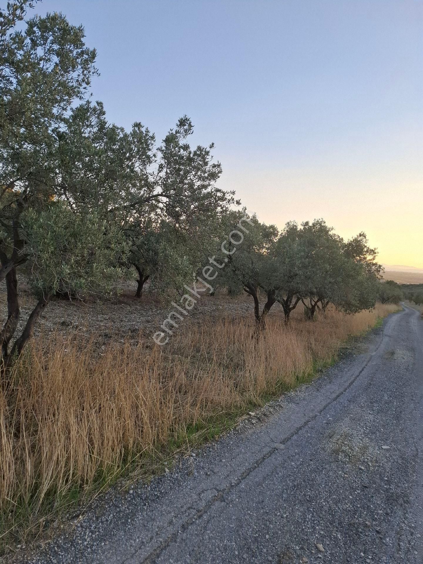Foça Gerenköyde 1940 M2 Kupon Zeytinlik Acil Satılık - Görsel 21